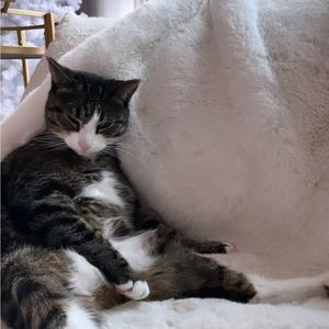 Meet your Posher, Annabelle leigh